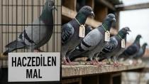 SONUNDA BU DA OLDU; HACİZ UYGULANAN GÜVERCİNLER SATIŞA ÇIKARILDI!