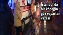 Vefalı Köpek Ambulansa Alınan Sahibini Bırakmadı